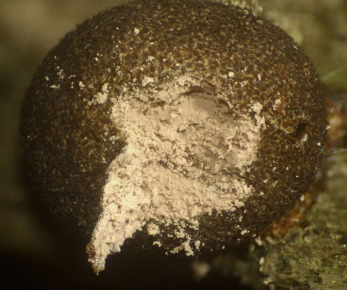 che mixomicete � ?  - Lycogala sp.